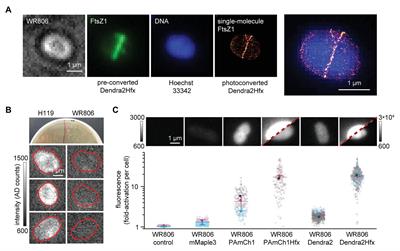 Establishing Live-Cell Single-Molecule Localization Microscopy Imaging and Single-Particle Tracking in the Archaeon Haloferax volcanii